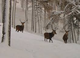 Wild Camp Forêt winter 3_1
